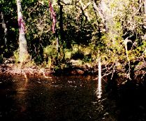 Gage&bms.jpg (59231 bytes)